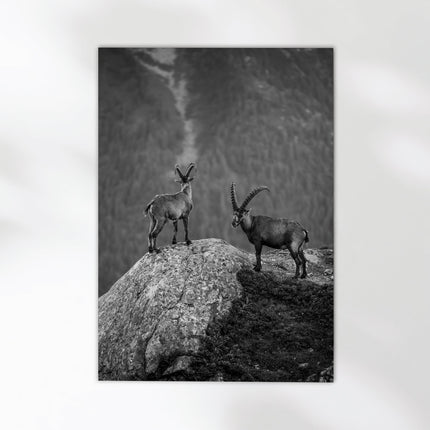 Curious Ibex Print – Black and White French Alps Wildlife Wall Art