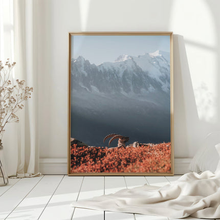 Ibex at Sunrise Print – Chamonix Wildlife and Mont Blanc Wall Art