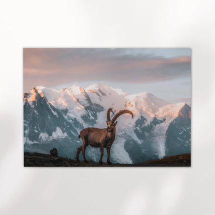 Ibex Sunrise in Chamonix - Wall Art Print of Mont Blanc