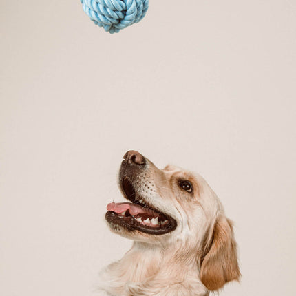 Twisted Rope Toy