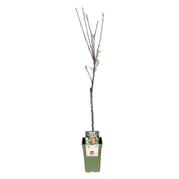 Apfelbaum Elstar – Herbstapfel – Malus Domestica – Ø19cm – 60cm hoch – Obstbaum für Garten & Balkon – Fruchttragend & robust (Plant) kaufen bei Linkreich – Jetzt entdecken!