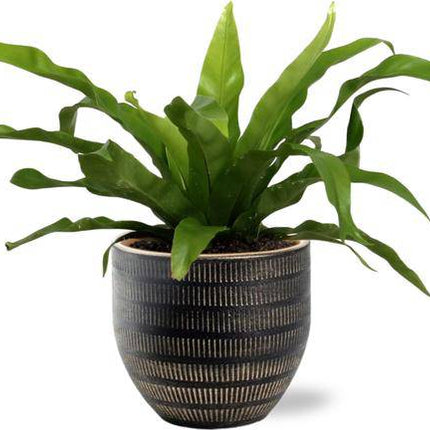 Asplenium Antiquum – Nestfarn – Zimmerpflanze Ø12cm ↕25cm + Beau Topf Schwarz Ø14x13cm (Plant) kaufen bei Linkreich – Jetzt entdecken!