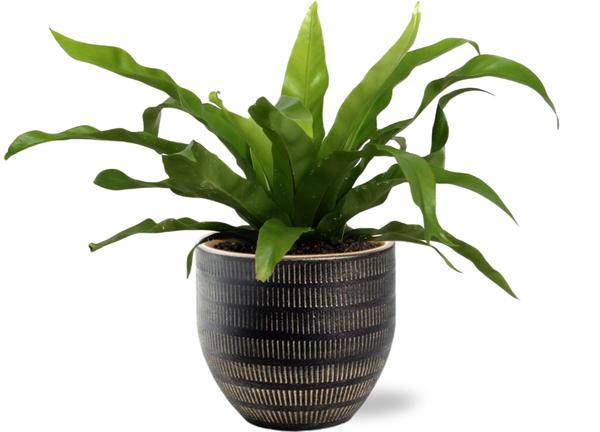 Asplenium Antiquum – Nestfarn – Zimmerpflanze Ø12cm ↕25cm + Beau Topf Schwarz Ø14x13cm (Plant) kaufen bei Linkreich – Jetzt entdecken!