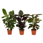↨70 – 80cm・⌀19cm・3er-Set 'Splendor'