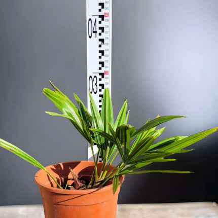 Trachycarpus fortunei - Chinesische Hanfpalme aus Freilandzucht
