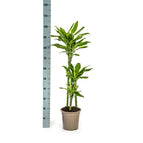 ↨90 – 100cm・⌀21cm・Sorte 'Golden Coast'