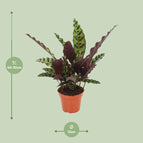 ↨40 – 50cm・⌀12cm・Sorte 'Lancifolia Insignis'