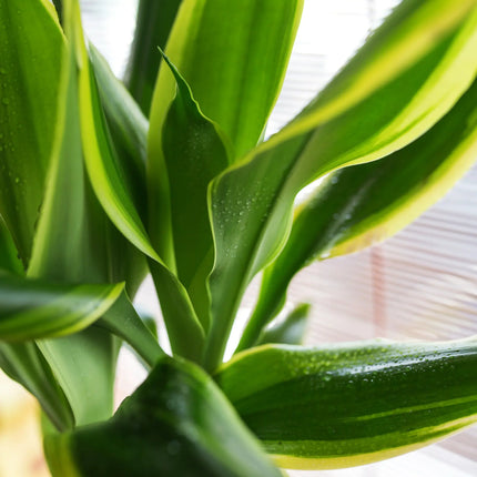 Dracaena fragrans - Duftender Drachenbaum