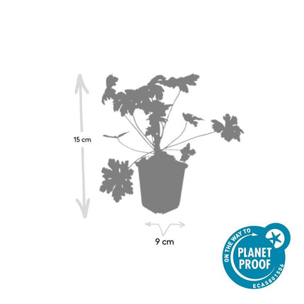 Balkan - Storchschnabel Geranium macrorrhizum 'Ingwersen's Variety' – ↕10 - 25cm – Ø9cm – 40 Pflanzen – Aromatischer Bodendecker mit zartrosa Blüten – Winterhart & pflegeleicht (Plant) kaufen bei Linkreich – Jetzt entdecken!