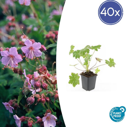 Balkan - Storchschnabel Geranium macrorrhizum 'Ingwersen's Variety' – ↕10 - 25cm – Ø9cm – 40 Pflanzen – Aromatischer Bodendecker mit zartrosa Blüten – Winterhart & pflegeleicht (Plant) kaufen bei Linkreich – Jetzt entdecken!