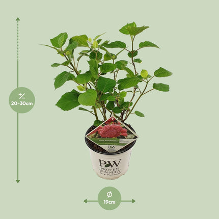 Ballhortensie 'Pink Annabelle' – Hydrangea arborescens – Zimmerpflanze – Ø19cm – ↕30cm – Rosa Blütenpracht für Innenräume (Plant) kaufen bei Linkreich – Jetzt entdecken!