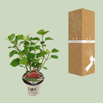 Ballhortensie 'Pink Annabelle' – Hydrangea arborescens – Zimmerpflanze – Ø19cm – ↕30cm – Rosa Blütenpracht für Innenräume (Plant) kaufen bei Linkreich – Jetzt entdecken!