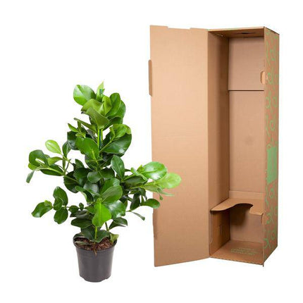Balsamapfel – Clusia Rosea 130cm – Ø24cm – Zimmerpflanze mit dichten glänzenden Blättern – Robuste pflegeleichte Grünpflanze für Wohnzimmer, Büro & Wintergarten (Plant) kaufen bei Linkreich – Jetzt entdecken!