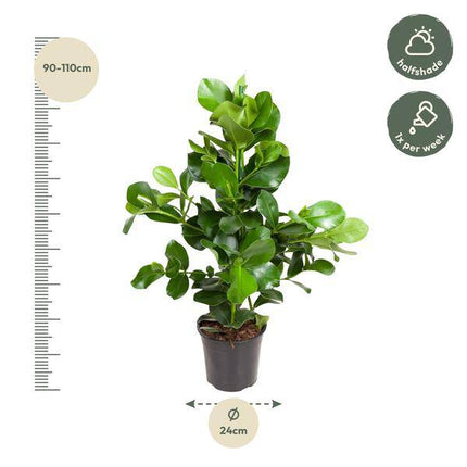 Balsamapfel – Clusia Rosea 130cm – Ø24cm – Zimmerpflanze mit dichten glänzenden Blättern – Robuste pflegeleichte Grünpflanze für Wohnzimmer, Büro & Wintergarten (Plant) kaufen bei Linkreich – Jetzt entdecken!