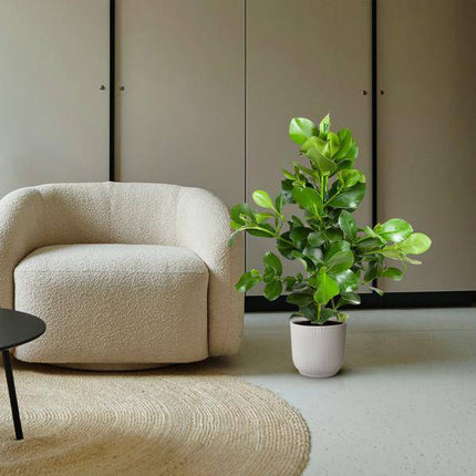 Balsamapfel – Clusia Rosea 130cm – Ø24cm – Zimmerpflanze mit dichten glänzenden Blättern – Robuste pflegeleichte Grünpflanze für Wohnzimmer, Büro & Wintergarten (Plant) kaufen bei Linkreich – Jetzt entdecken!