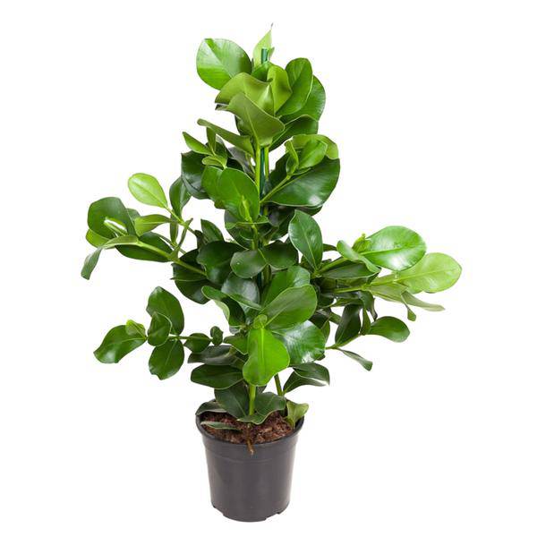 Balsamapfel – Clusia Rosea 130cm – Ø24cm – Zimmerpflanze mit dichten glänzenden Blättern – Robuste pflegeleichte Grünpflanze für Wohnzimmer, Büro & Wintergarten (Plant) kaufen bei Linkreich – Jetzt entdecken!