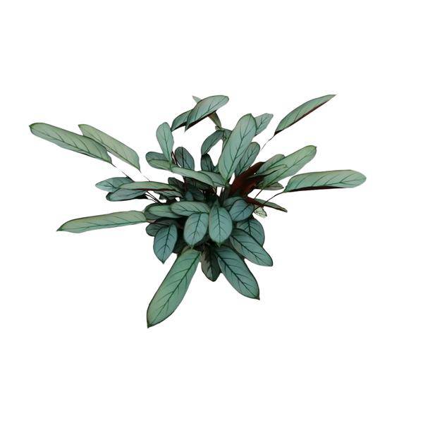 Bamburanta Ctenanthe Oppenheimiana – 70cm hoch – Ø17cm – Tropische Zimmerpflanze mit gemusterten Blättern – Luftreinigend & dekorativ – Pflegeleicht für Wohnzimmer, Büro & Innenräume (Plant) kaufen bei Linkreich – Jetzt entdecken!