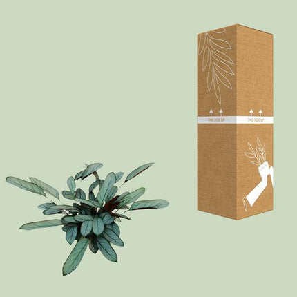 Bamburanta Ctenanthe Oppenheimiana – 70cm hoch – Ø17cm – Tropische Zimmerpflanze mit gemusterten Blättern – Luftreinigend & dekorativ – Pflegeleicht für Wohnzimmer, Büro & Innenräume (Plant) kaufen bei Linkreich – Jetzt entdecken!