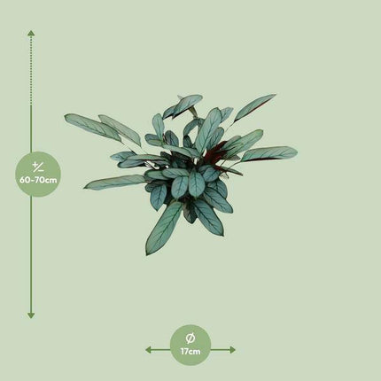 Bamburanta Ctenanthe Oppenheimiana – 70cm hoch – Ø17cm – Tropische Zimmerpflanze mit gemusterten Blättern – Luftreinigend & dekorativ – Pflegeleicht für Wohnzimmer, Büro & Innenräume (Plant) kaufen bei Linkreich – Jetzt entdecken!