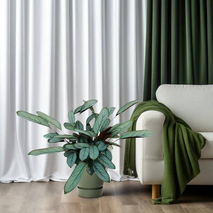 Bamburanta Ctenanthe Oppenheimiana – 70cm hoch – Ø17cm – Tropische Zimmerpflanze mit gemusterten Blättern – Luftreinigend & dekorativ – Pflegeleicht für Wohnzimmer, Büro & Innenräume (Plant) kaufen bei Linkreich – Jetzt entdecken!