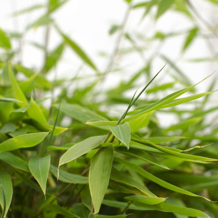 Bambus - Fargesia murieliae 'Moontears' Boobux - Ø29cm ↕70cm - Immergrüner Bambus für Hecke, Bodenbedeckung & Kübel - Winterhart & pflegeleicht (Plant) kaufen bei Linkreich – Jetzt entdecken!