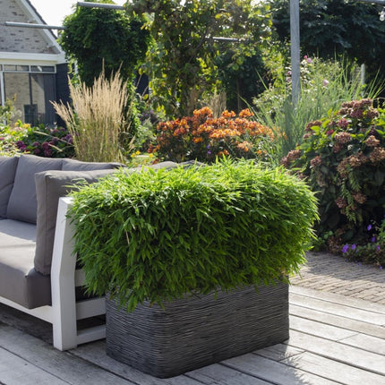 Bambus - Fargesia murieliae 'Moontears' Boobux - Ø29cm ↕70cm - Immergrüner Bambus für Hecke, Bodenbedeckung & Kübel - Winterhart & pflegeleicht (Plant) kaufen bei Linkreich – Jetzt entdecken!