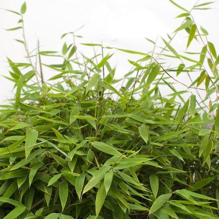 Bambus - Fargesia murieliae 'Moontears' Boobux - Ø29cm ↕70cm - Immergrüner Bambus für Hecke, Bodenbedeckung & Kübel - Winterhart & pflegeleicht (Plant) kaufen bei Linkreich – Jetzt entdecken!