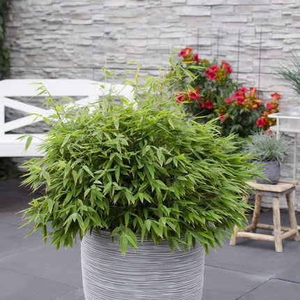 Bambus - Fargesia murieliae 'Moontears' Boobux - Ø29cm ↕70cm - Immergrüner Bambus für Hecke, Bodenbedeckung & Kübel - Winterhart & pflegeleicht (Plant) kaufen bei Linkreich – Jetzt entdecken!