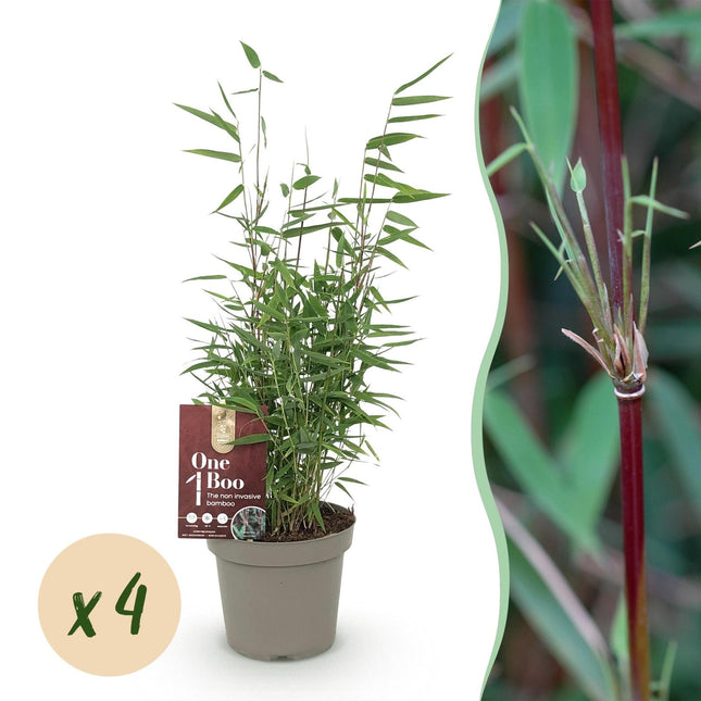 Bambus Fargesia Red Dragon – Immergrün – 4 Pflanzen – Nicht ausbreitend – Mit roten Stängeln – Für Hecke, Garten & Terrasse – Ø14cm Höhe ca. 35cm (Plant) kaufen bei Linkreich – Jetzt entdecken!