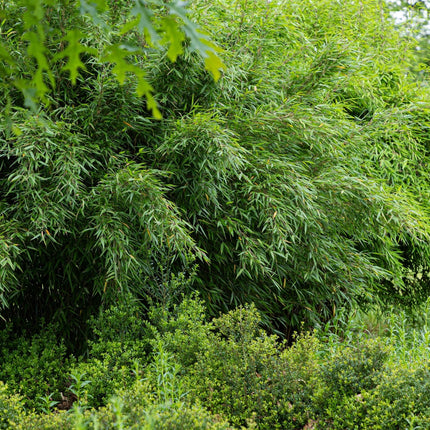 Bambus Fargesia Red Dragon – Immergrün – 4 Pflanzen – Nicht ausbreitend – Mit roten Stängeln – Für Hecke, Garten & Terrasse – Ø14cm Höhe ca. 35cm (Plant) kaufen bei Linkreich – Jetzt entdecken!