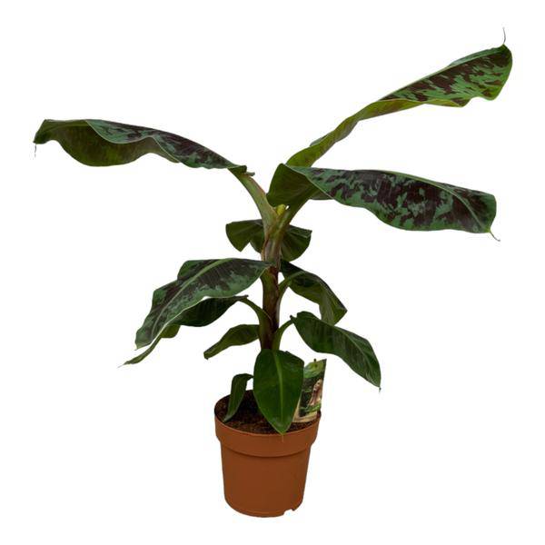 Bananenpflanze Musa – tropische Zimmerpflanze – Höhe ca. 80cm – Ø21cm – dekorative Pflanze mit großen grünen Blättern für Wohnzimmer, Büro & Balkon (Plant) kaufen bei Linkreich – Jetzt entdecken!