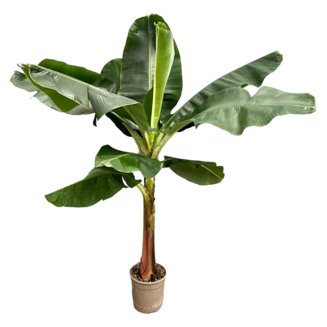 Bananenpflanze – Musa – Zimmerpflanze – 190cm hoch – Ø30cm – Tropische XXL - Pflanze mit großen Blättern – Für Wohnzimmer, Wintergarten & Büro – Pflegeleichte Grünpflanze (Plant) kaufen bei Linkreich – Jetzt entdecken!