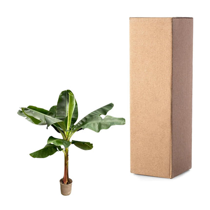 Bananenpflanze – Musa – Zimmerpflanze – 190cm hoch – Ø30cm – Tropische XXL - Pflanze mit großen Blättern – Für Wohnzimmer, Wintergarten & Büro – Pflegeleichte Grünpflanze (Plant) kaufen bei Linkreich – Jetzt entdecken!