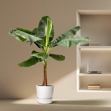 Bananenpflanze – Musa – Zimmerpflanze – 190cm hoch – Ø30cm – Tropische XXL - Pflanze mit großen Blättern – Für Wohnzimmer, Wintergarten & Büro – Pflegeleichte Grünpflanze (Plant) kaufen bei Linkreich – Jetzt entdecken!