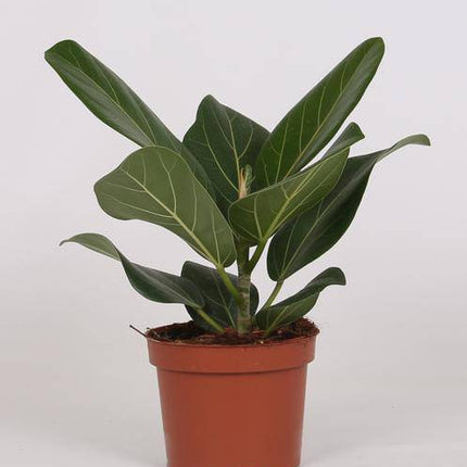 Banyan - Feige – Ficus Bengalensis – Zimmerpflanze – Ø12cm – 25cm hoch – pflegeleichte luftreinigende Pflanze für Zuhause & Büro (Plant) kaufen bei Linkreich – Jetzt entdecken!