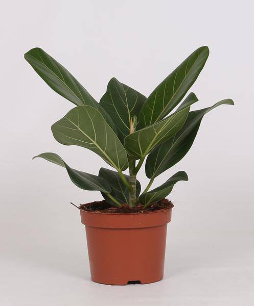 Banyan - Feige – Ficus Bengalensis – Zimmerpflanze – Ø12cm – 25cm hoch – pflegeleichte luftreinigende Pflanze für Zuhause & Büro (Plant) kaufen bei Linkreich – Jetzt entdecken!