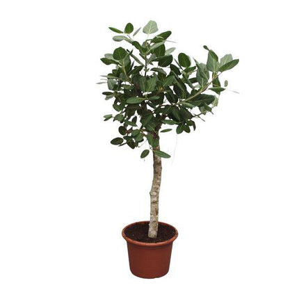 Banyan - Feige Ficus Benghalensis – 200cm hoch – Ø50cm – Exklusive Zimmerpflanze mit großen glänzenden Blättern – Pflegeleicht & robust – Für Wohnzimmer, Büro & Innenräume (Plant) kaufen bei Linkreich – Jetzt entdecken!