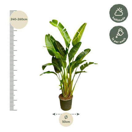 Baum - Strelitzie – Strelitzia Augusta mehrstämmig XXL – 250cm – Ø50cm – Weißer Paradiesvogel – Exotische XXL Zimmerpflanze für Wohnzimmer, Büro & Wintergarten (Plant) kaufen bei Linkreich – Jetzt entdecken!