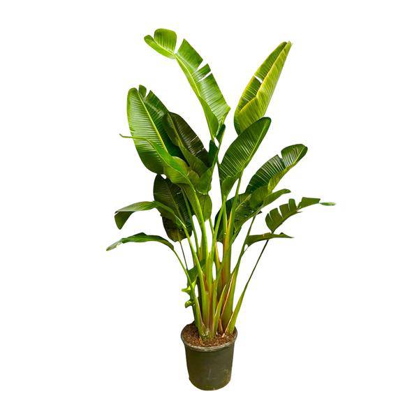 Baum - Strelitzie – Strelitzia Augusta mehrstämmig XXL – 250cm – Ø50cm – Weißer Paradiesvogel – Exotische XXL Zimmerpflanze für Wohnzimmer, Büro & Wintergarten (Plant) kaufen bei Linkreich – Jetzt entdecken!
