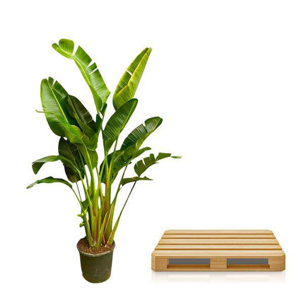 Baum - Strelitzie – Strelitzia Augusta mehrstämmig XXL – 250cm – Ø50cm – Weißer Paradiesvogel – Exotische XXL Zimmerpflanze für Wohnzimmer, Büro & Wintergarten (Plant) kaufen bei Linkreich – Jetzt entdecken!