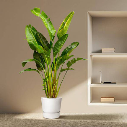 Baum - Strelitzie – Strelitzia Augusta mehrstämmig XXL – 250cm – Ø50cm – Weißer Paradiesvogel – Exotische XXL Zimmerpflanze für Wohnzimmer, Büro & Wintergarten (Plant) kaufen bei Linkreich – Jetzt entdecken!
