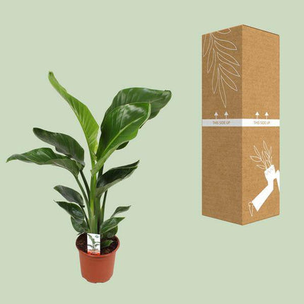 Baum - Strelitzie – Strelitzia Nicolai – Paradiesvogelblume – Ø17cm ↕70cm – tropische Zimmerpflanze mit exotischem Blattschmuck (Plant) kaufen bei Linkreich – Jetzt entdecken!