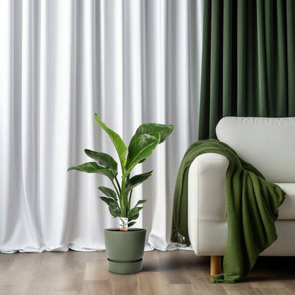 Baum - Strelitzie – Strelitzia Nicolai – Paradiesvogelblume – Ø17cm ↕70cm – tropische Zimmerpflanze mit exotischem Blattschmuck (Plant) kaufen bei Linkreich – Jetzt entdecken!