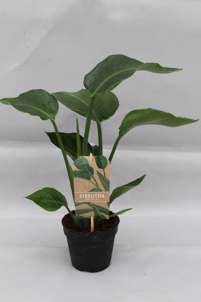 Baum - Strelitzie Strelitzia Nicolai – Zimmerpflanze – Ø13cm – Höhe ca. 35cm – Exotische Paradiesvogelblume fürs Zuhause (Plant) kaufen bei Linkreich – Jetzt entdecken!