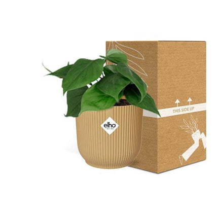 Baumfreund – Philodendron Scandens – Zimmerpflanze mit Ziertopf Vibes Fold Gelb 14cm – Pflegeleichte Rankpflanze – Luftreinigende Kletterpflanze für Wohnzimmer & Büro (Plant) kaufen bei Linkreich – Jetzt entdecken!