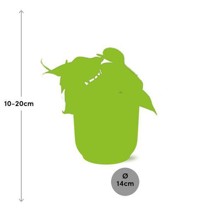 Baumfreund – Philodendron Scandens – Zimmerpflanze mit Ziertopf Vibes Fold Gelb 14cm – Pflegeleichte Rankpflanze – Luftreinigende Kletterpflanze für Wohnzimmer & Büro (Plant) kaufen bei Linkreich – Jetzt entdecken!