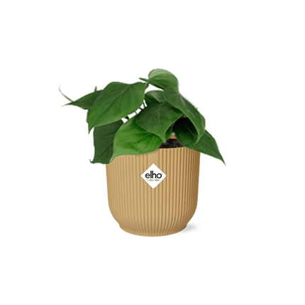 Baumfreund – Philodendron Scandens – Zimmerpflanze mit Ziertopf Vibes Fold Gelb 14cm – Pflegeleichte Rankpflanze – Luftreinigende Kletterpflanze für Wohnzimmer & Büro (Plant) kaufen bei Linkreich – Jetzt entdecken!