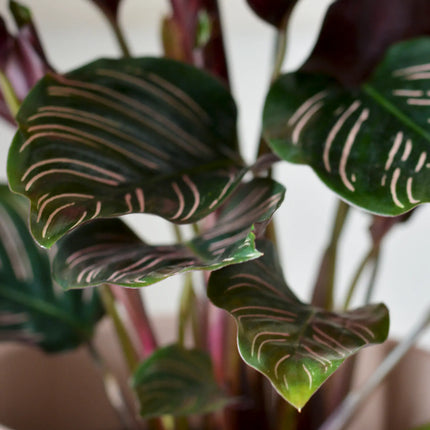Calathea - Korbmarante