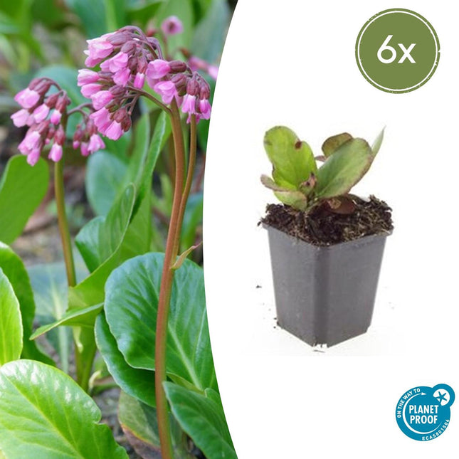 Bergenie – Bergenia cordifolia 'Herbstblüte' – ↕10 - 25cm – Ø9cm – 6 Pflanzen – immergrün & winterhart (Plant) kaufen bei Linkreich – Jetzt entdecken!