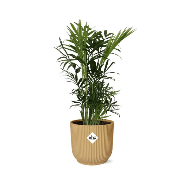 Bergpalme – Chamaedorea Elegans – pflegeleichte Zimmerpflanze im Topf Vibes Fold 14cm Gelb – luftreinigend & dekorativ (Plant) kaufen bei Linkreich – Jetzt entdecken!